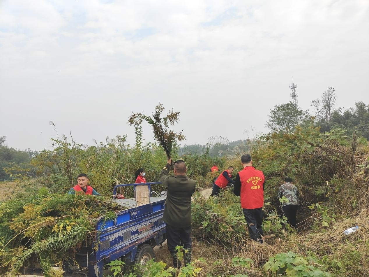 华容县联合开展“加拿大一枝黄花”专项清剿行动