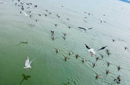 科技创新奏响人鸟和谐“三重奏”