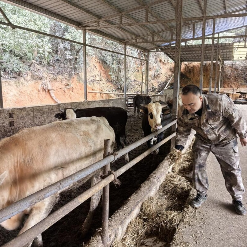 湘乡：秸秆变 “饲料” ，美了环境肥了牛羊