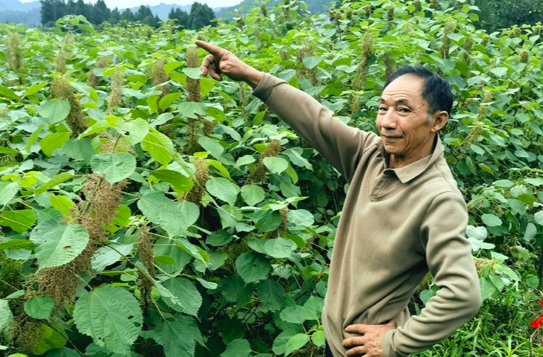 不向命运低头，他用苎麻织就希望田野