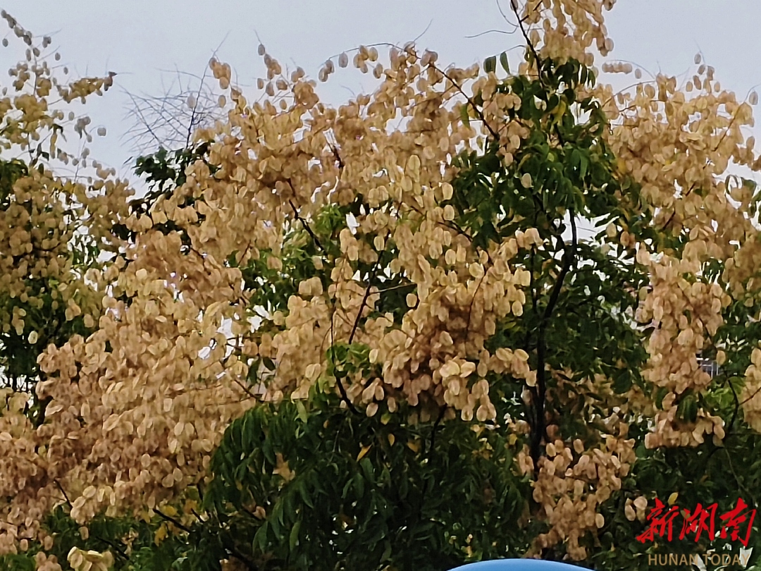 娄底文苑（244）|一树栾花一季秋