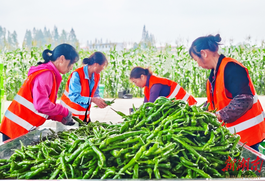 南县蔬菜香飘千里 2024年综合产值达45亿元|湖南日报市州头条