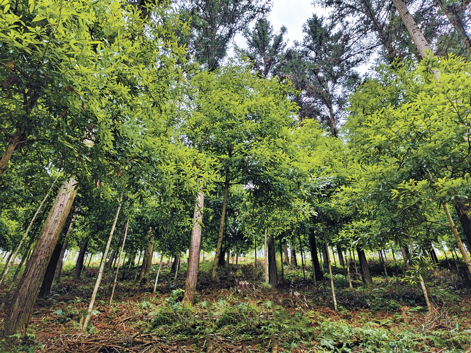 森林可持续经营 | 南方亚热带常绿阔叶林和针阔混交林经营区的方向策略与主要模式
