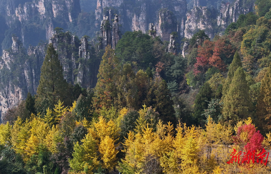 张家界国家森林公园：色彩斑斓 秋色如画