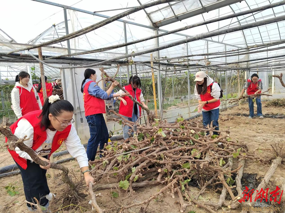 南华大学语言文学学院赴新桥村开展劳动教育实践