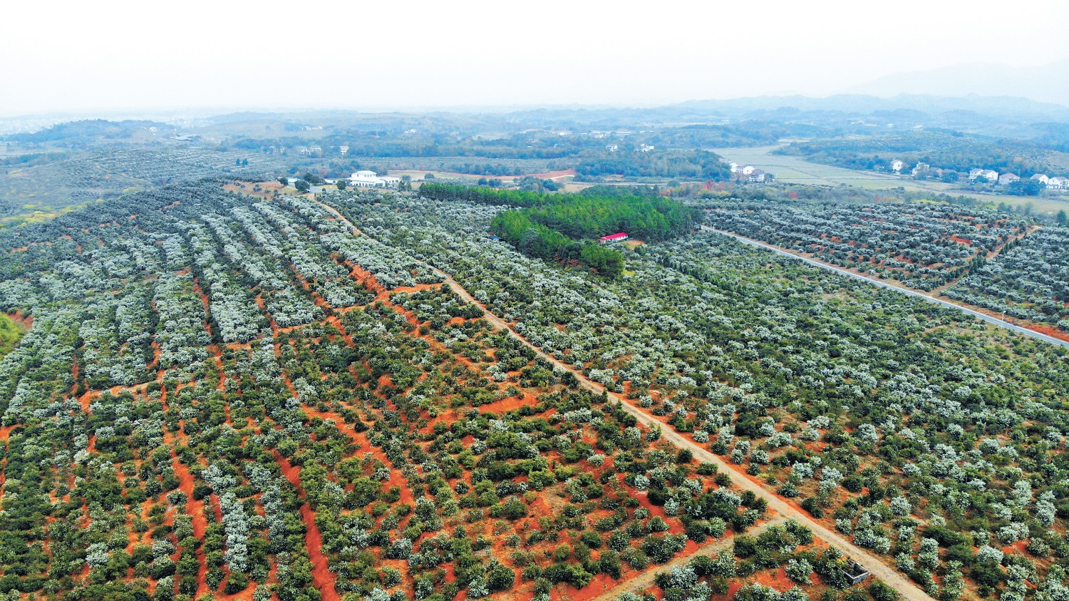 “油茶第一大省”湖南这样挑大梁