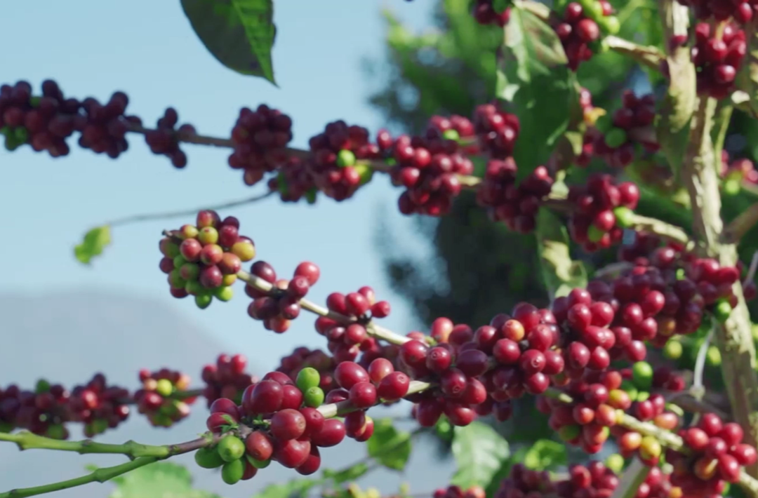 改革者 正青春｜中国咖啡第一村为啥能闯出世界“咖位”？