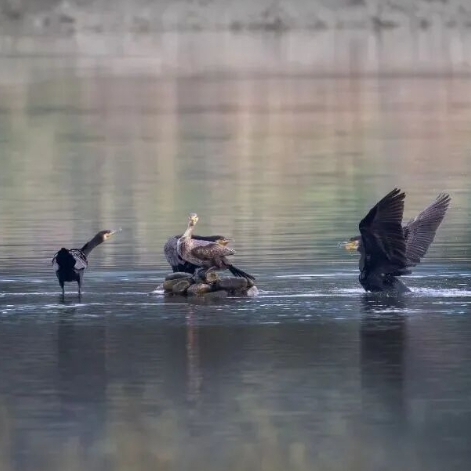 张家界澧水河畔惊现18只野鸬鹚 生态绿洲成候鸟迁徙驿站