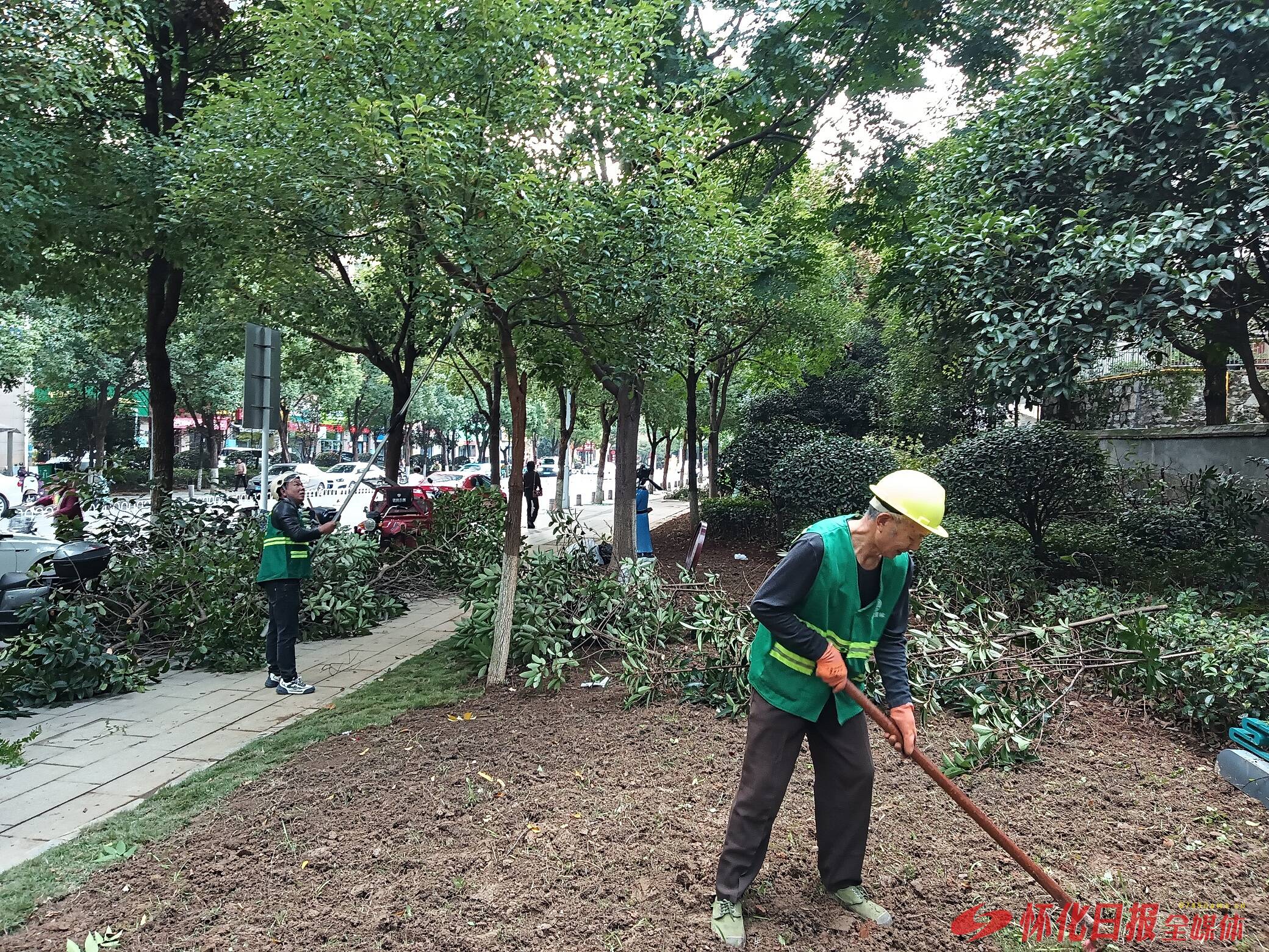 迎宾路绿化焕新，街景颜值升级