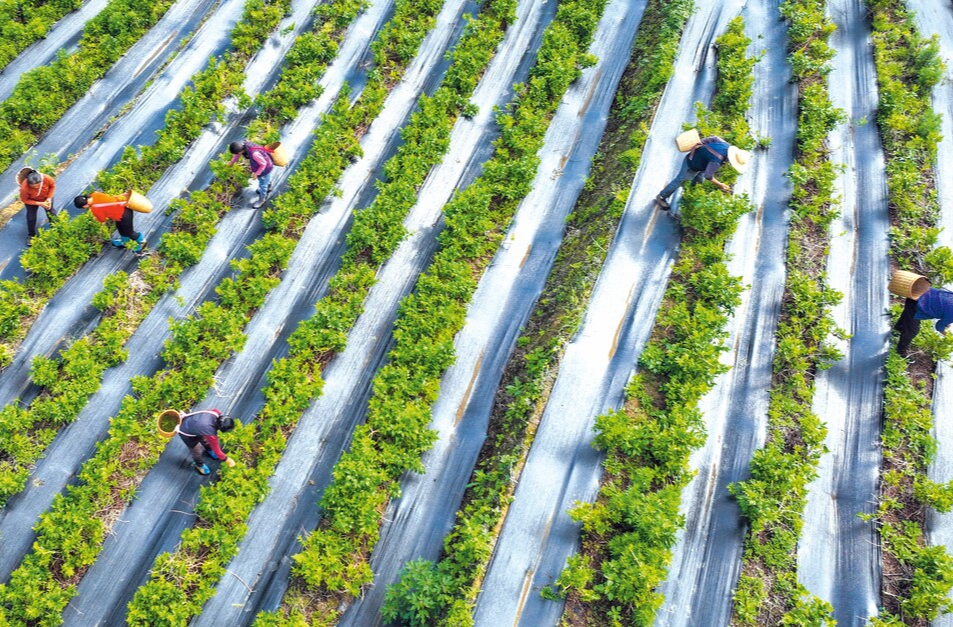 构建推进乡村全面振兴的长效机制