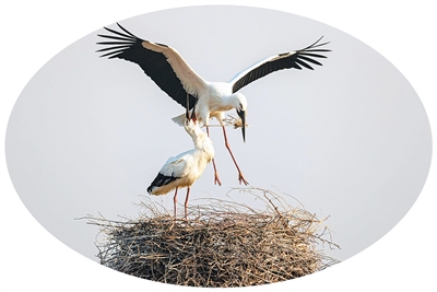 中国鸟类保护成果显著