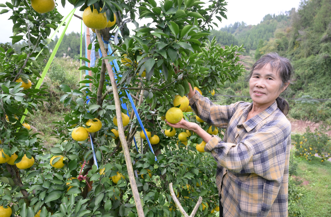 从裂果之痛到丰收之甜——麻阳李二妹与“阳光一号”的故事