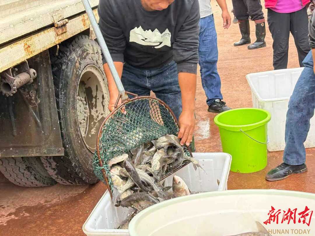 桑植县：6万元鱼苗“补”生态！3名非法捕捞者履行赔偿义务