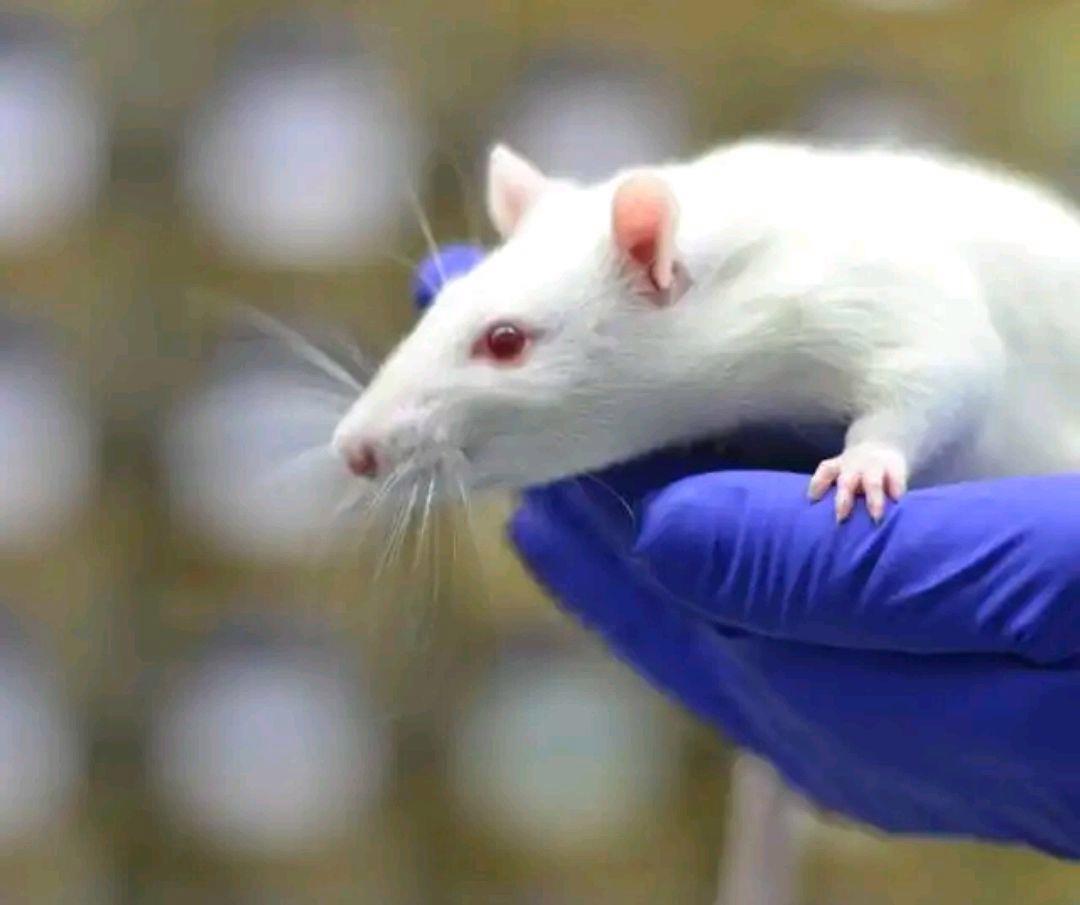 专家解读我国首次哺乳动物空间科学实验