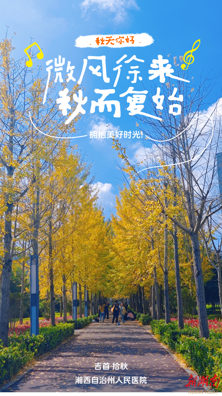 吉首拾秋｜这的银杏黄了，快来拍照打卡吧！