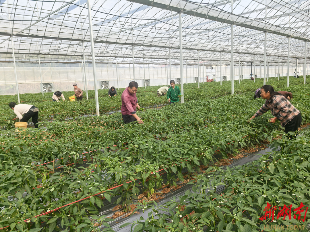 祁阳市70%以上的育秧大棚实现周年综合利用