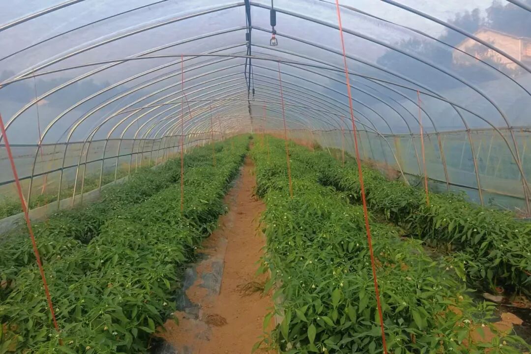 大棚里的“致富椒”：白箬铺镇以特色种植绘就乡村振兴新图景