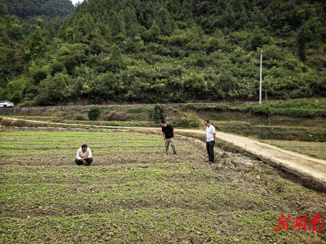 杏子铺镇：万亩油菜织就“金色经济”