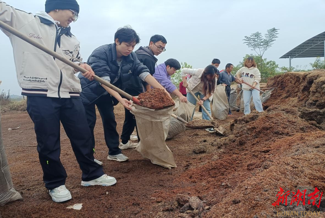南华大学学子赴衡阳县新桥村开展“稻壳还田”劳动教育实践