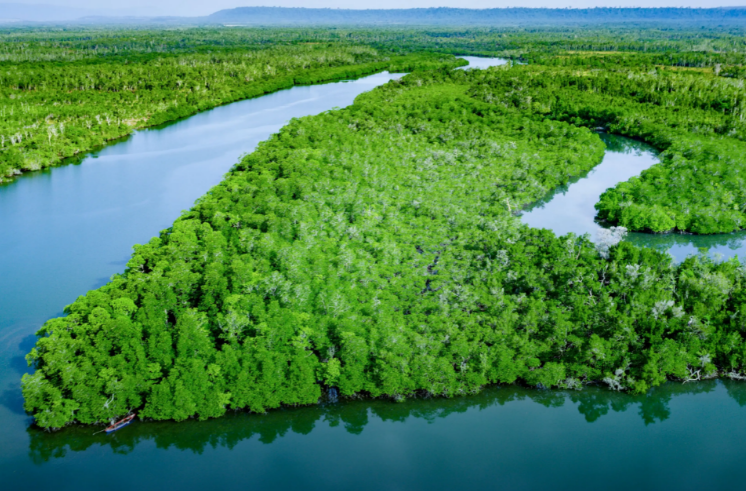 多国专家齐聚福建共商全球红树林保护与利用