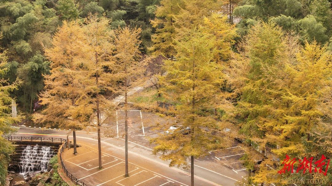 视频|一键开启！渠江源茶溪谷里的“金秋色画廊”