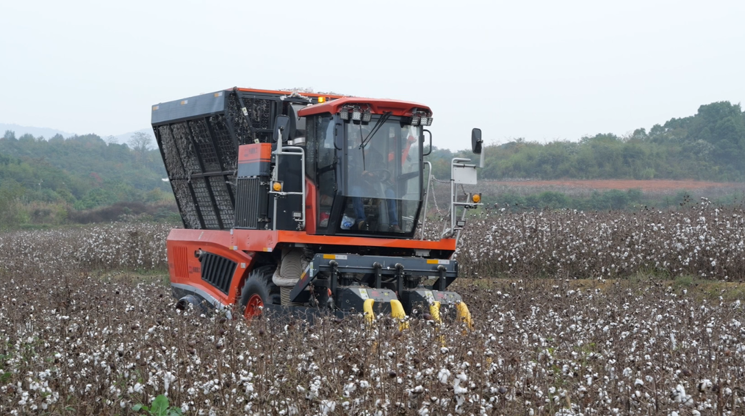 石门县召开棉花机收现场观摩暨技术交流会，助力棉花生产