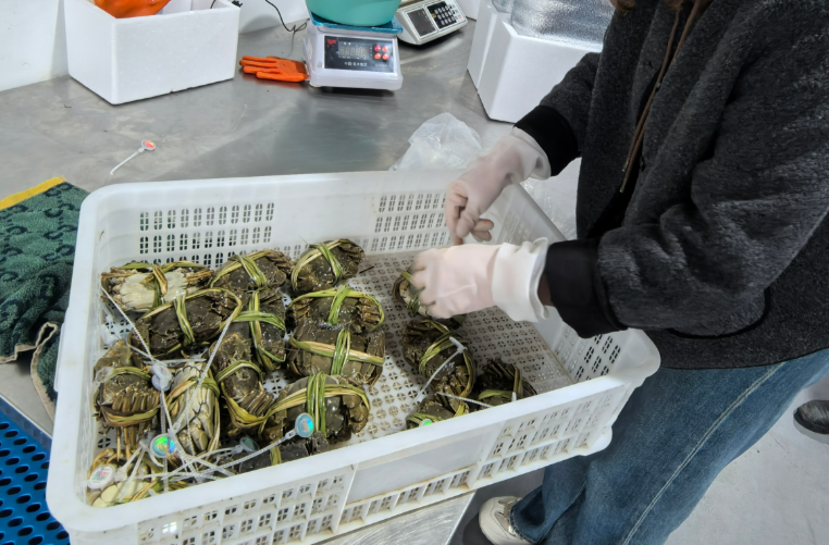 大通湖区水草养出“生态蟹” 今年预计总产值达6亿元|湖南日报市州头条