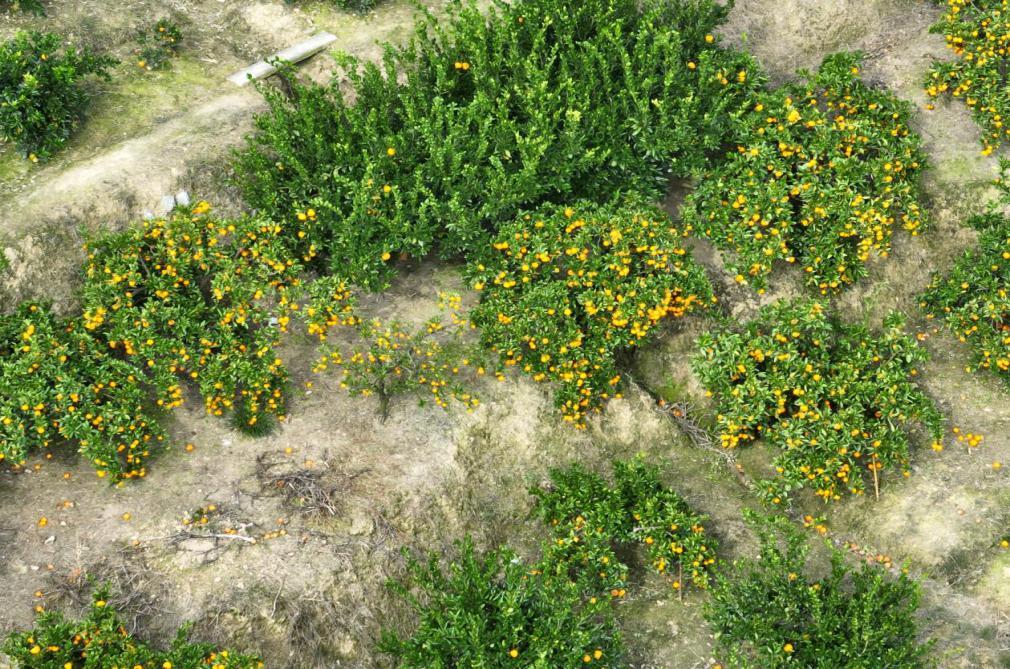 慈利县：富硒柑橘飘香，乡村振兴谱新篇