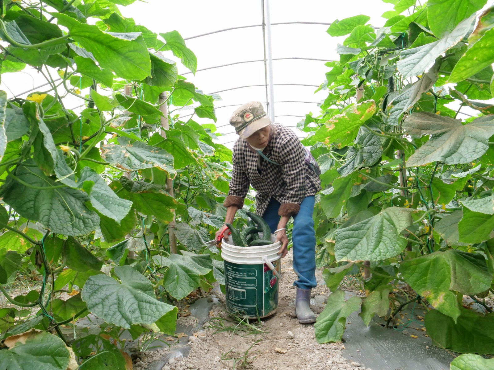 会同县：科技+新农人 让田垄间的“希望之苗”长成乡村振兴的“致富之树”