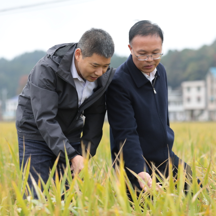 1438.2公斤！湖南再生稻周年亩产刷新全国纪录