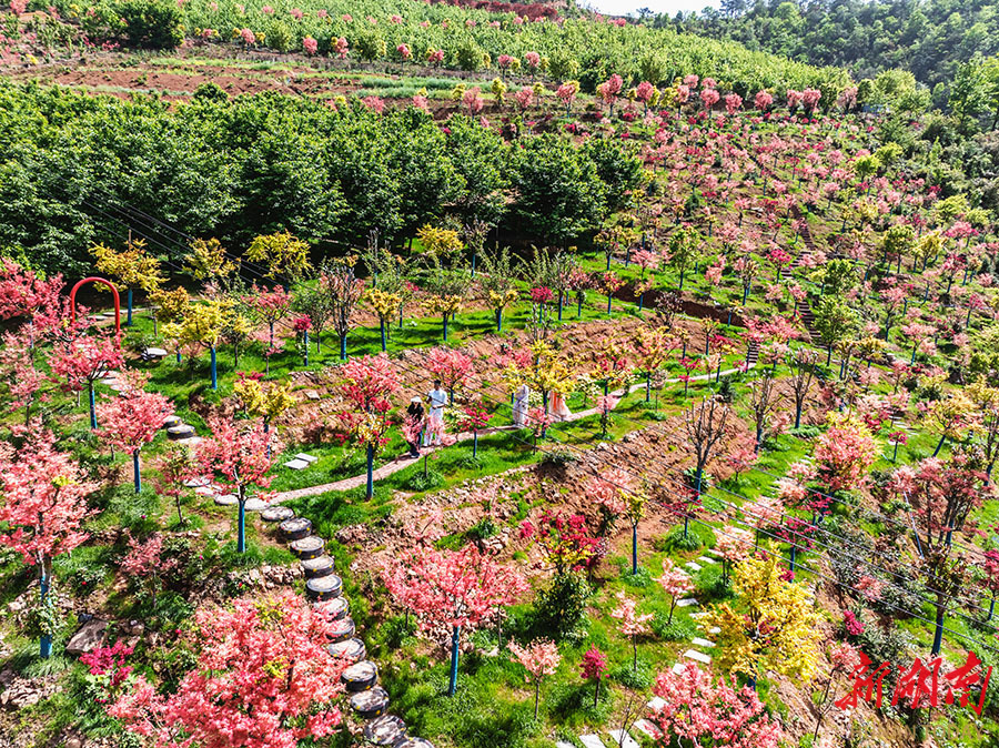 枫叶红时秋意浓