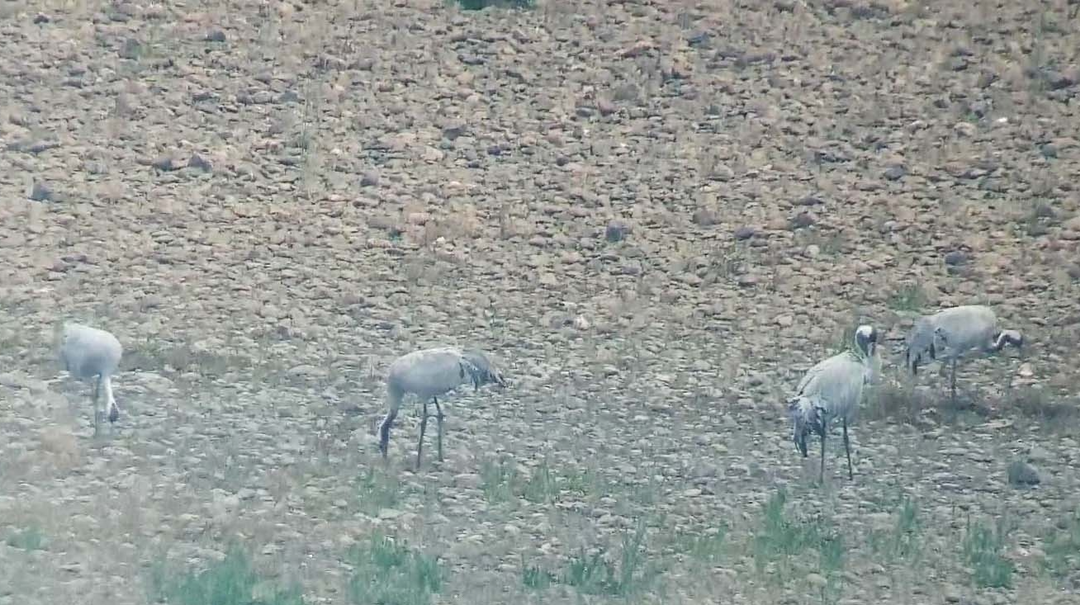 国家二级保护动物灰鹤连续5年“造访”衡山萱洲国家湿地公园