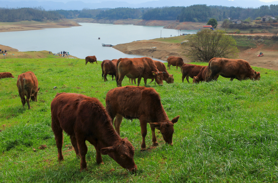 省政协调研组到湘西州调研黄牛产业@湖南日报要闻
