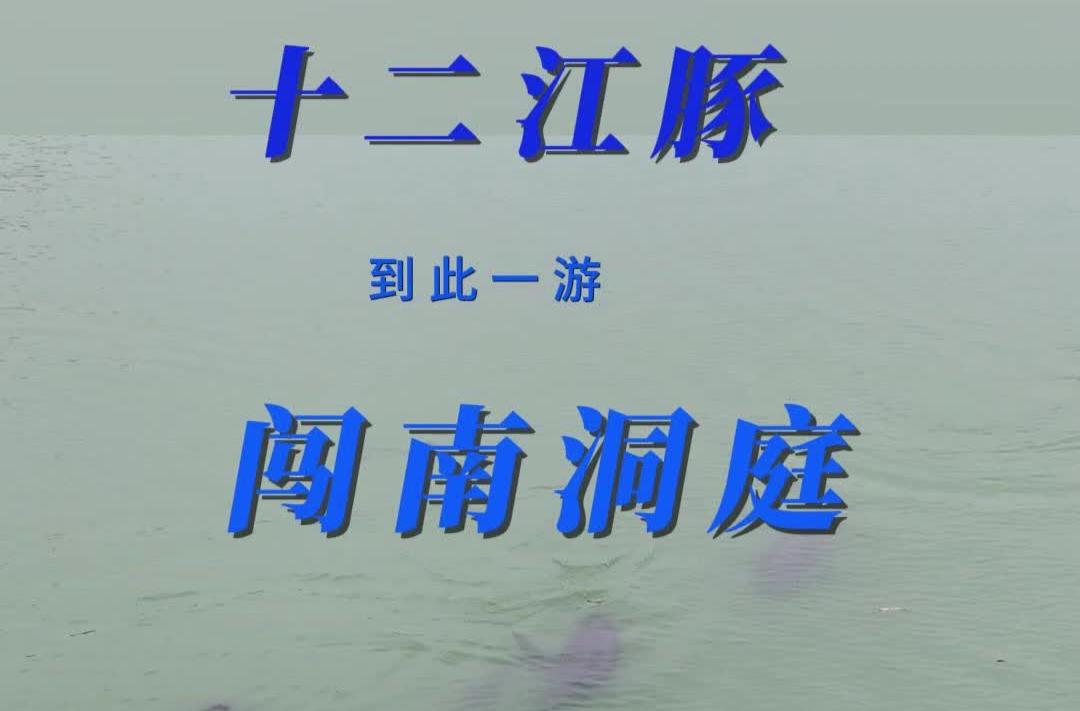 “稀客”到访！12只江豚的别样“冬游”，为何选在南洞庭？