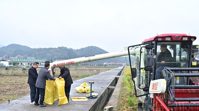 1438.2公斤！湖南再生稻周年亩产刷新全国纪录