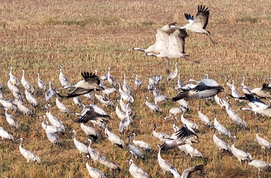 Common Cranes Flock to Dongting Lake Area