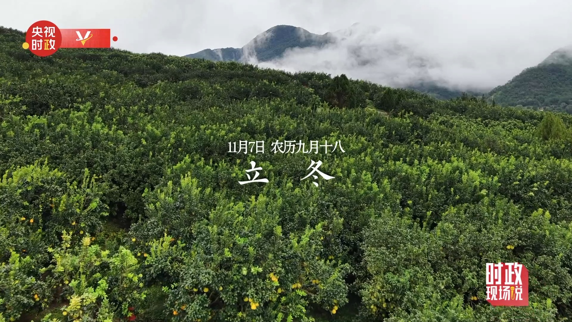 时政现场说丨金柚满枝头 产业甜万家