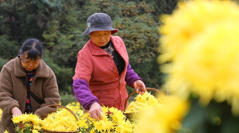 立冬时节采菊忙