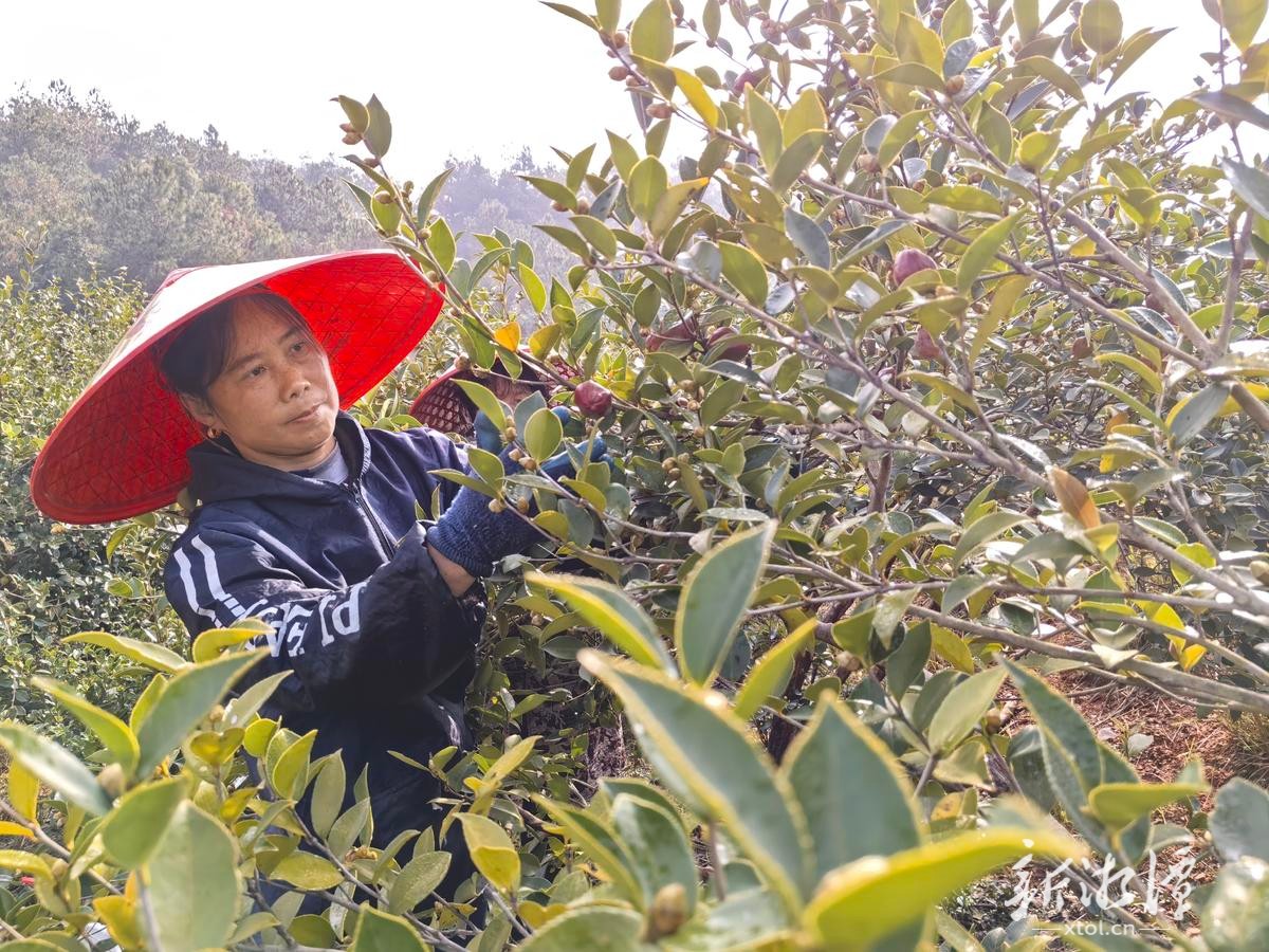 从林间鲜果到美国护肤品订单 湘乡市龙洞镇茶油特色产业培育交出新鲜答卷