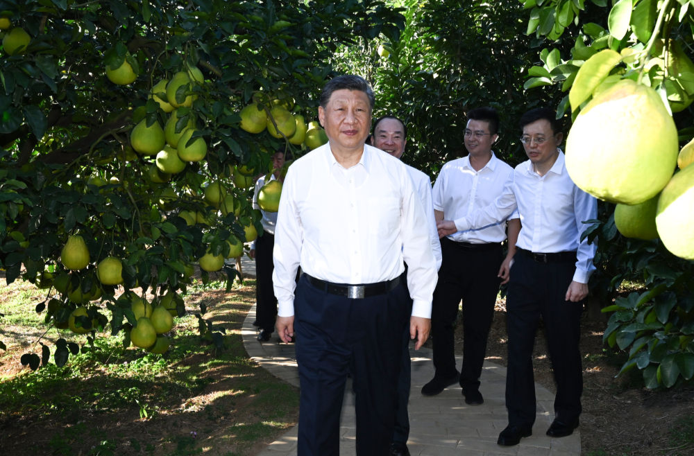 第1视点｜乡村振兴路 金柚正飘香