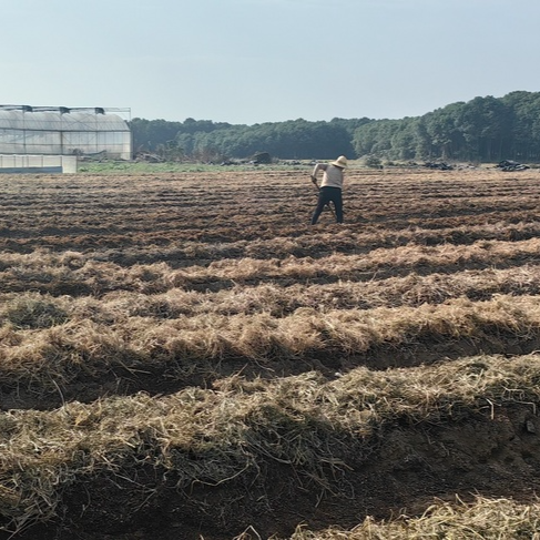 汨罗长乐：“稻菌轮作”激活冬闲田 秸秆循环长出“生态菇”