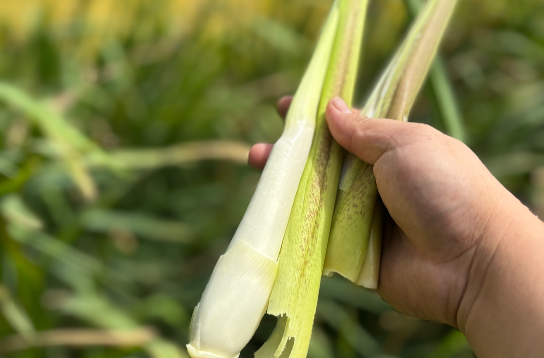 熊其雨专栏|又闻秋夜野茭香