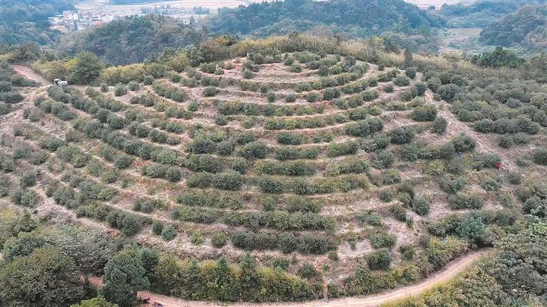 安仁县老油茶林改造焕新生