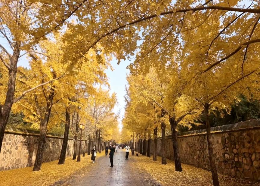 满大街都是银杏树，为什么还是濒危物种？