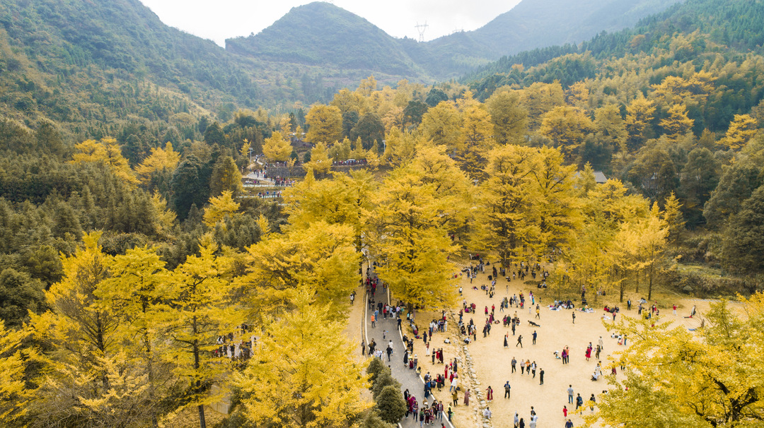 千年银杏树下开演唱会 唱出来的桐子坳之秋是什么样的