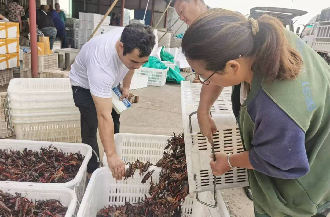 支部建在产业上⑬丨民安村：养虾有“稻”  致富有方