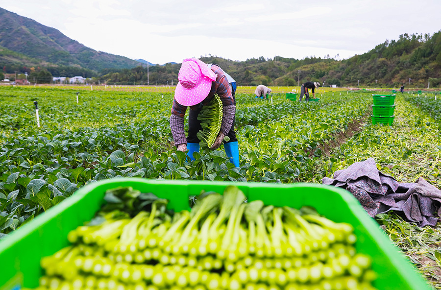 富硒蔬菜走俏大湾区