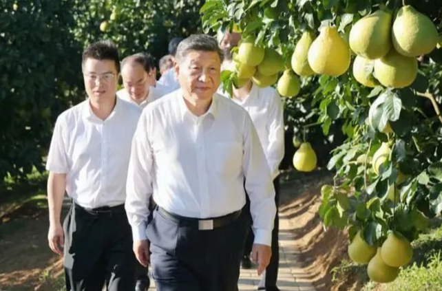 从荔枝园到柚子园，习近平不变的牵挂