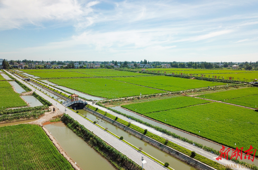 南县有“稻”今知香|湖南日报