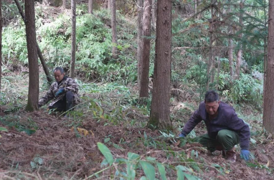 安仁金紫仙镇坪塘村：“废液”变“肥水” “青山”变“金山”